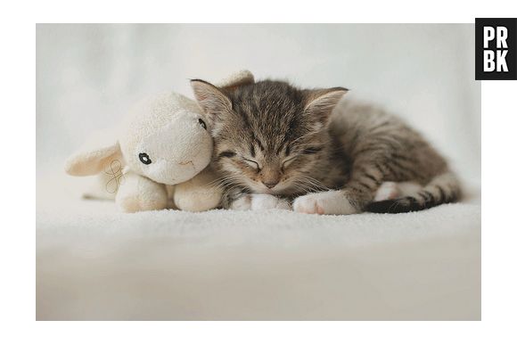 Muito populares, é impossível falar de fofura e não lembrar de gatinhos né?