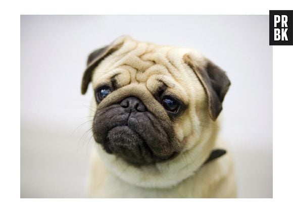 Além de muito fiél e companheiro, o cachorro é o bicho de estimação mais popular em todo o mundo