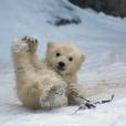  Ursos polares tamb&eacute;m s&atilde;o lindos, principalmente quando fazem brincadeiras 