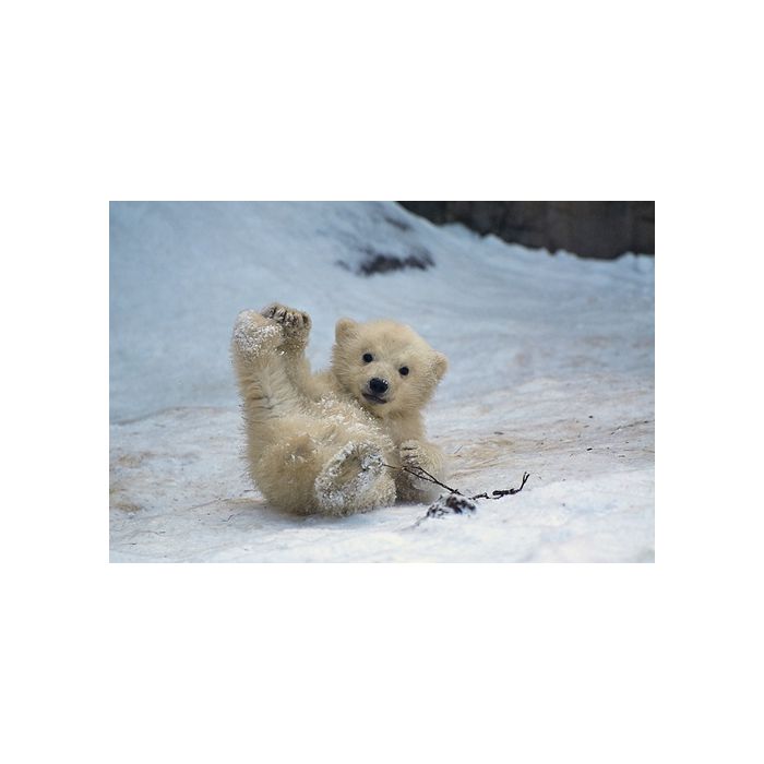  Ursos polares tamb&amp;eacute;m s&amp;atilde;o lindos, principalmente quando fazem brincadeiras 