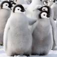  Pinguins possuem muita gordura no corpo, por isso s&atilde;o t&atilde;o fofos 