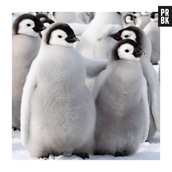 Pinguins possuem muita gordura no corpo, por isso são tão fofos