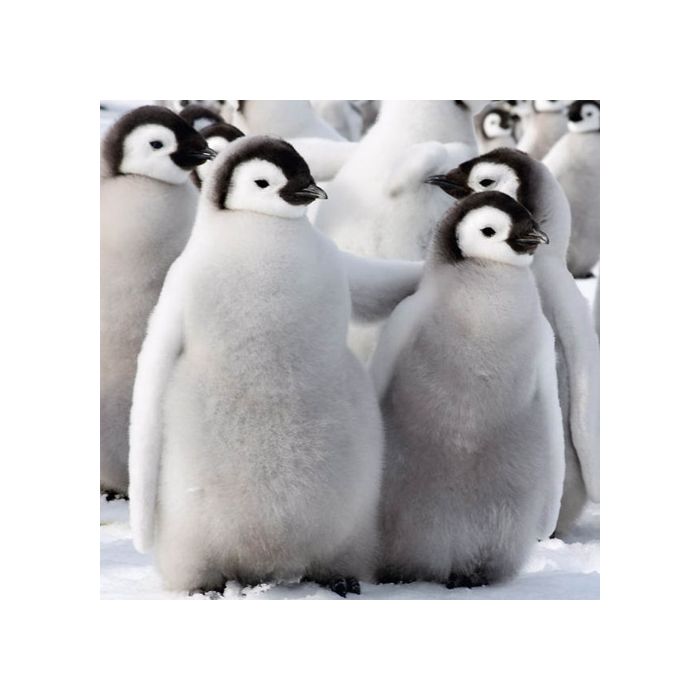  Pinguins possuem muita gordura no corpo, por isso s&amp;atilde;o t&amp;atilde;o fofos 
