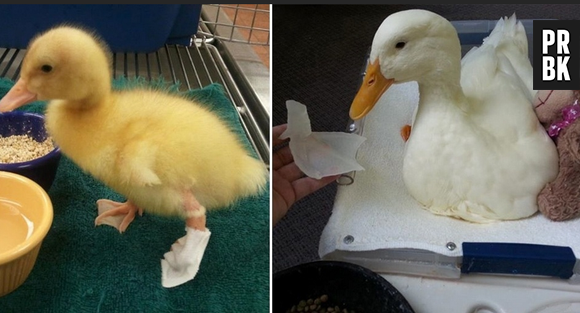 Na área da saúde, impressoras 3D já produziram protótipos para ajudar animais