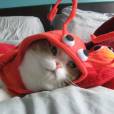 Olha só a super animação desse gatinho com uma fantasia que parece de camarão