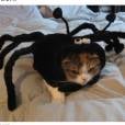 Já esse gatinho fantasiado não está curtindo nem um pouco a roupa de aranha