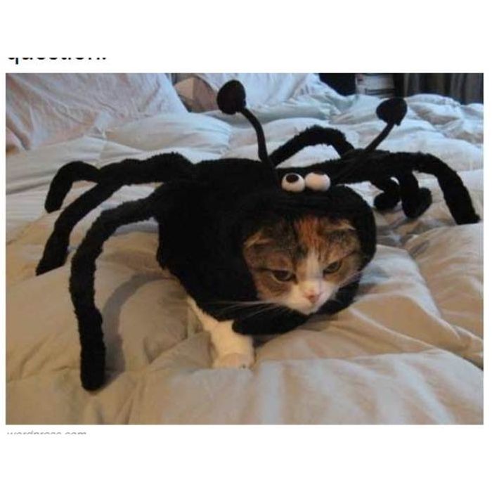 Já esse gatinho fantasiado não está curtindo nem um pouco a roupa de aranha
