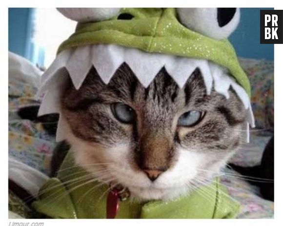 Tadinho desse gatinho fantasiado de sapo!