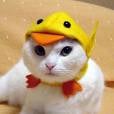  Será que esse gato saber fazer "Quack, Quack"? 
