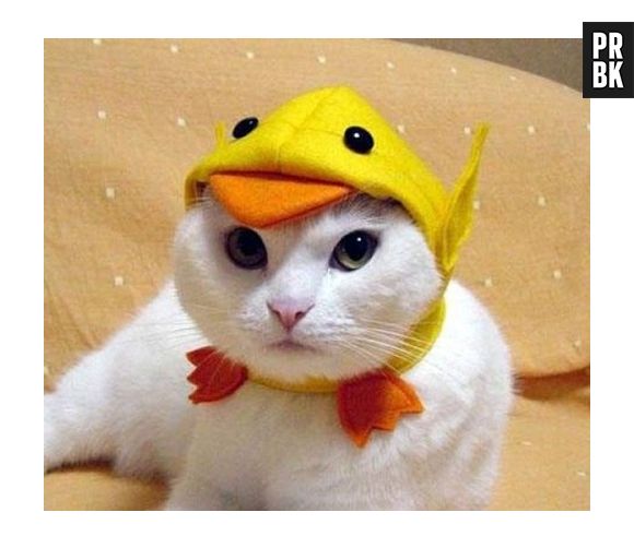 Será que esse gato saber fazer "Quack, Quack"?