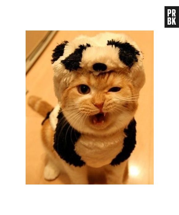 Rawr! Esse gatinho/urso feroz deve botar medo em muito cachorro por aí