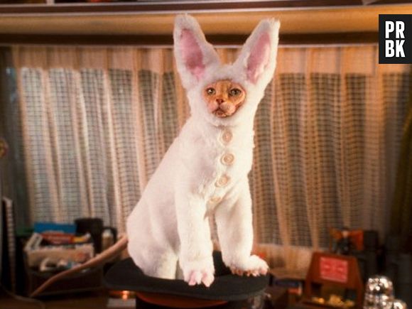 Gatos e Coelhos, praticamente separados nessa maternidade!