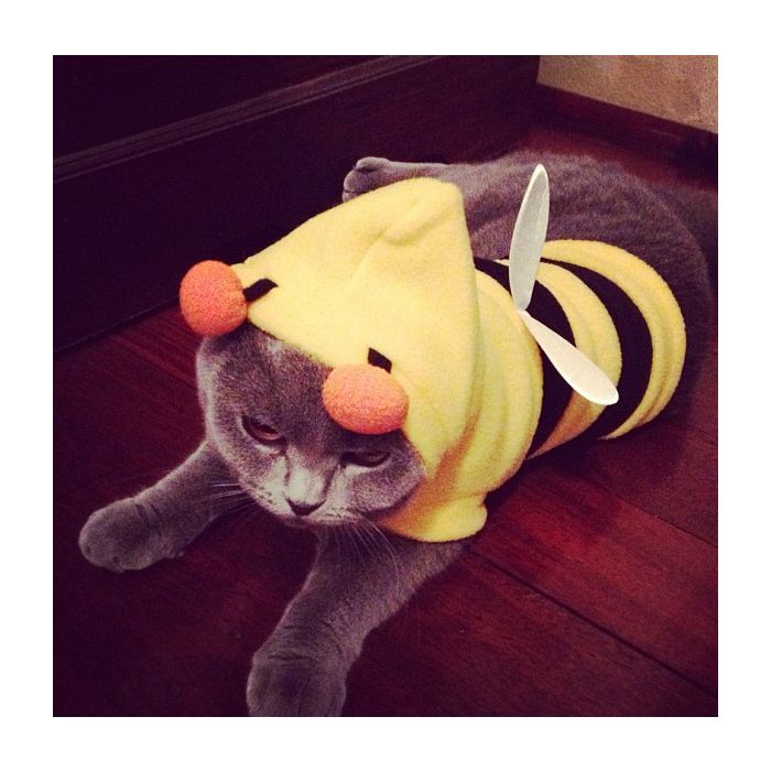 Esse gatinho deve ter pensado: &quot;Por que ser uma abelha se não posso voar?&quot;