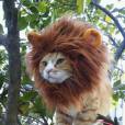 E quem disse que um gato não pode ser o Rei da Selva?