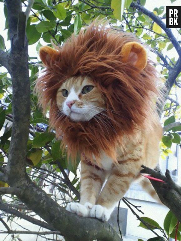 E quem disse que um gato não pode ser o Rei da Selva?