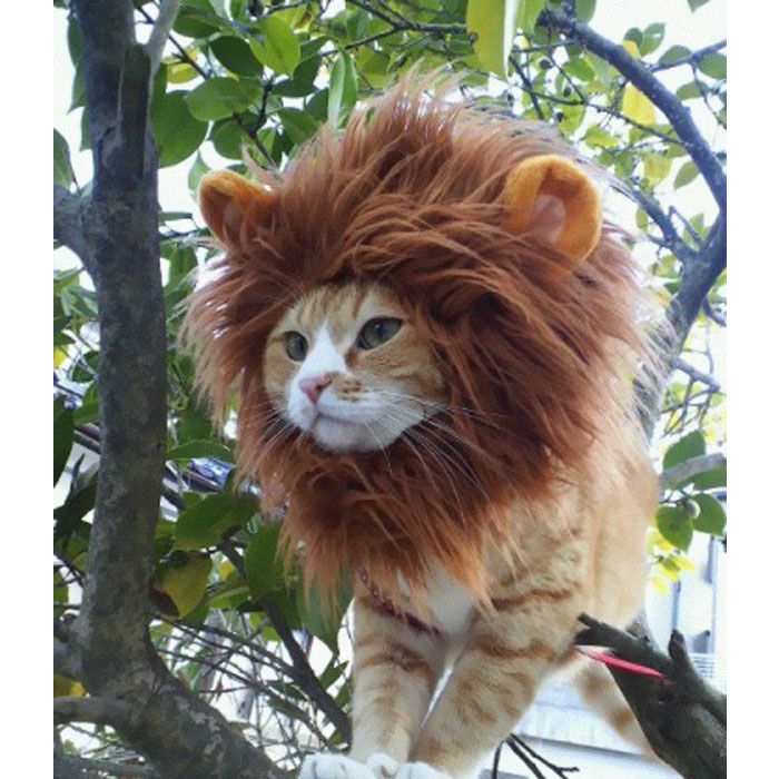 E quem disse que um gato não pode ser o Rei da Selva? - Purebreak