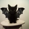 Own, que fofo esse gatinho fantasiado de morcego para o Halloween!