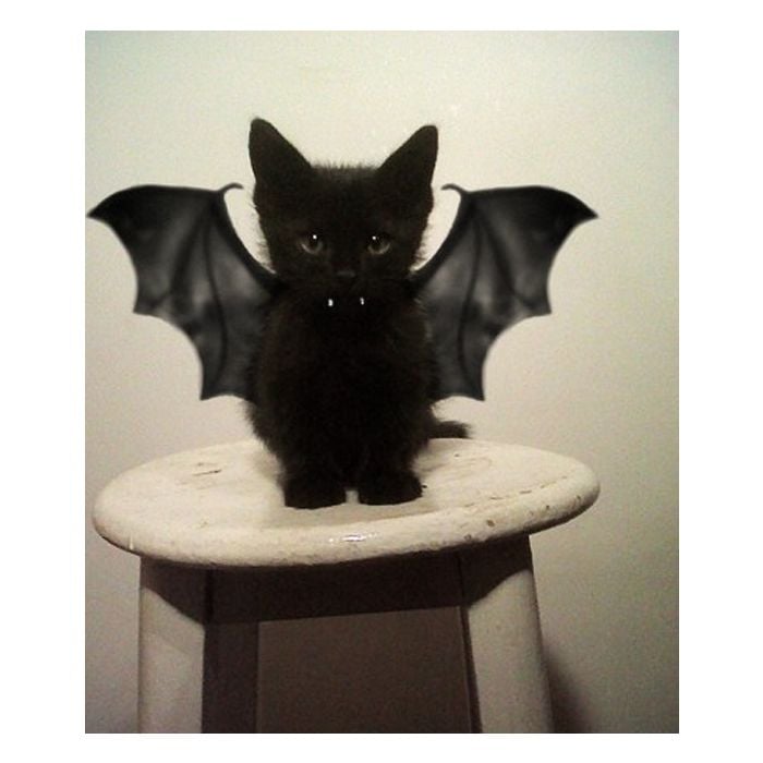 Own, que fofo esse gatinho fantasiado de morcego para o Halloween!
