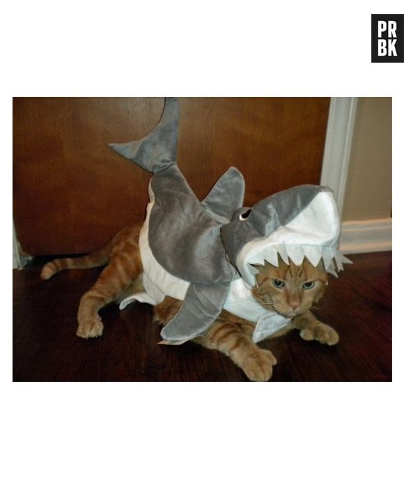 Alguém disse que gatos não gostam de água? Parece que esse aqui ama!