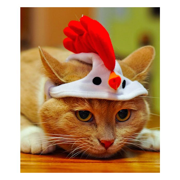 Já esse gatinho fantasiado não está muito animado com sua roupa de galinha