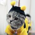 Esse gatinho fantasiado tá com cara de quem tá pensando realmente ser uma abelha!