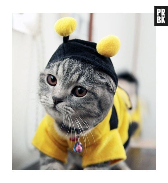 Esse gatinho fantasiado tá com cara de quem tá pensando realmente ser uma abelha!