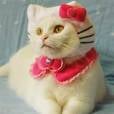 Que tal um gato vestido de gato? Essa fantasia da Hello Kitty é a coisa mais fofa do mundo!