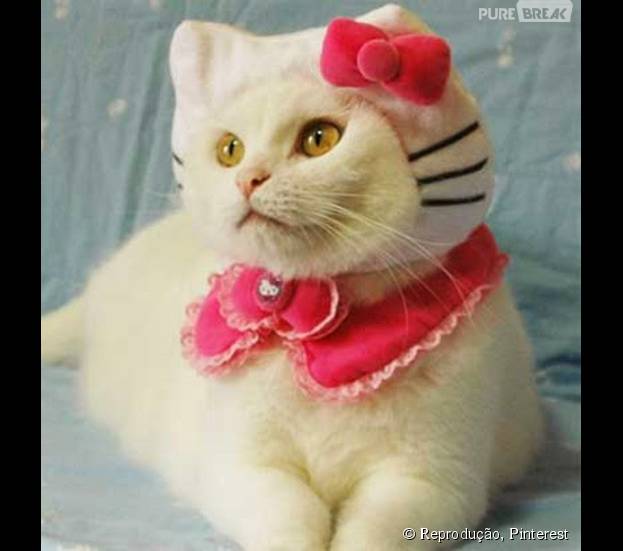 Que tal um gato vestido de gato? Essa fantasia da Hello Kitty é a coisa mais fofa do mundo!
