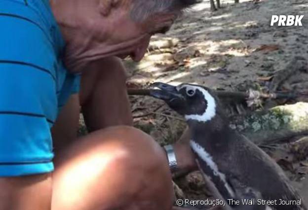 Pinguim faz viagens constantes da Argentina para o Brasil apenas para ficar perto do senhor que o alimentou!