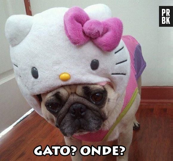 Hello Kitty é uma gata ou não?