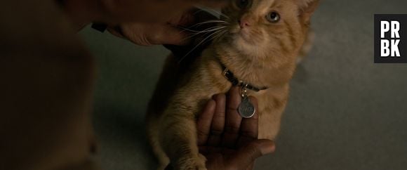 Em "Capitã Marvel", gato Goose está aparecendo bastante na divulgação