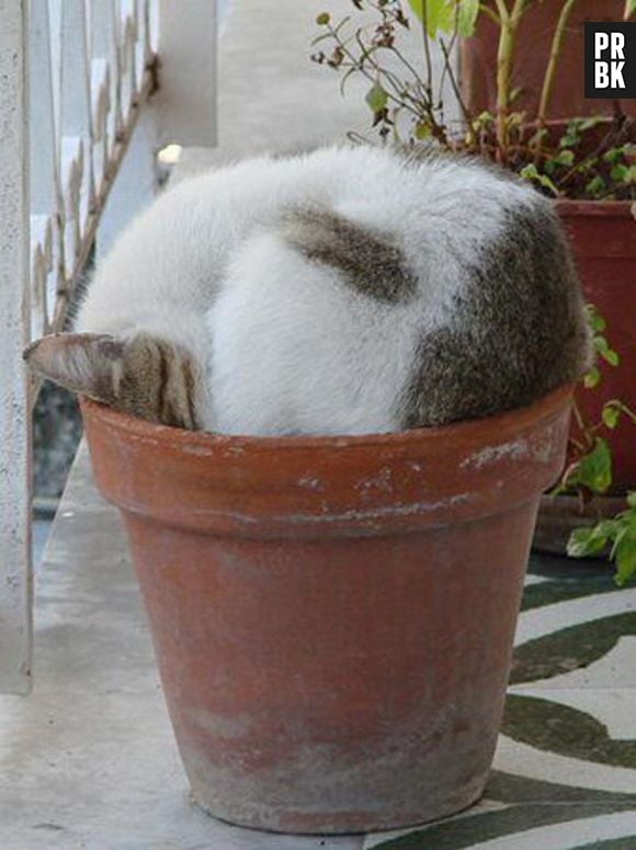 Cansei de ser gato, agora eu sou uma planta