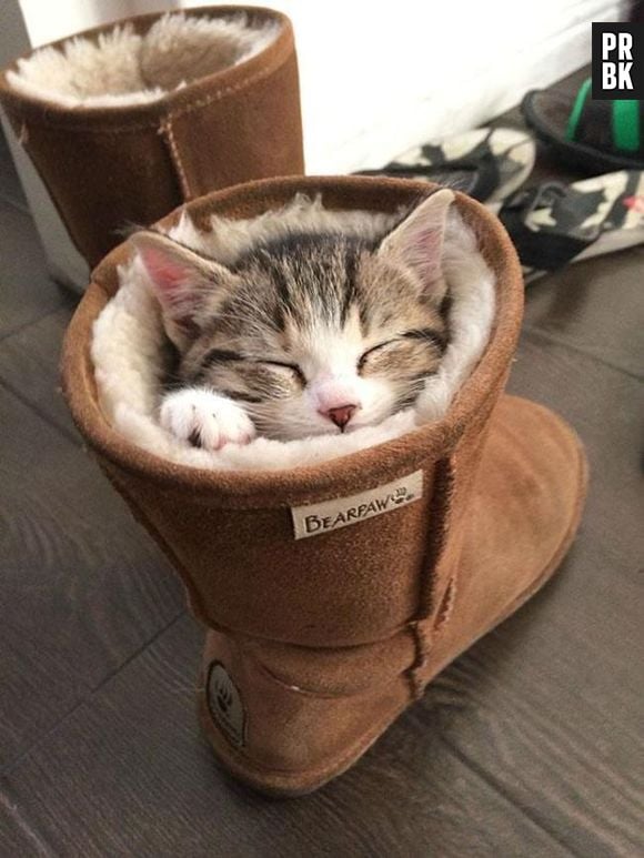 O verdadeiro gato de botas