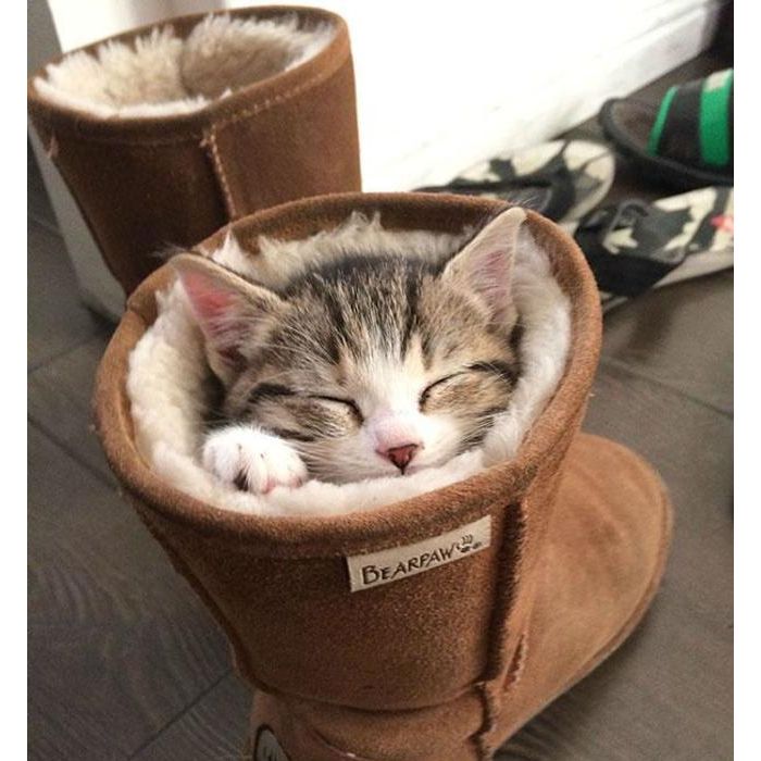 O verdadeiro gato de botas
