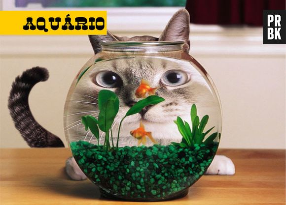 Bagunceiro, agitado e brincalhão: é o felino de aquário