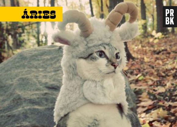Gatinhos de áries são muito ativos