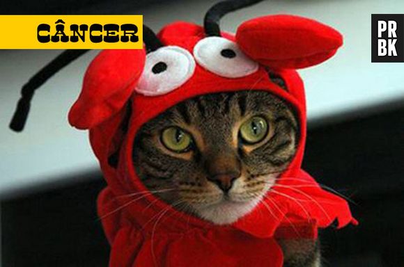 Um dos mais carentes é o gato do signo de câncer
