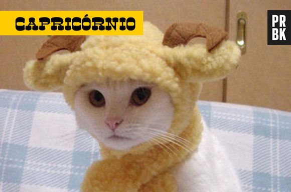 Quando o felino é capricorniano ele vai adorar ter uma rotina