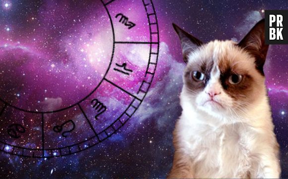 12 gatinhos e seus signos do zodíaco