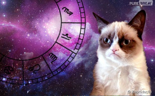 12 gatinhos e seus signos do zodíaco