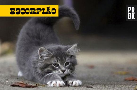 Personalidade do gato de escorpião é passivo-agressiva
