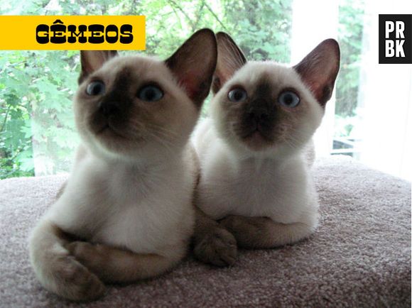 No signo de gêmeos, os felinos ficam mais curiosos