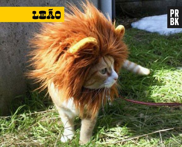 O líder do bando: esse é o gatinho de leão