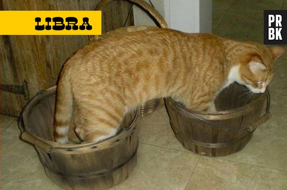 Quando está sob o signo de libra, o gato não gosta de ficar sozinho