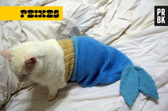 Imaginativo, não duvide se esse gatinho acreditar é um peixe e querer nadar de vez em quando