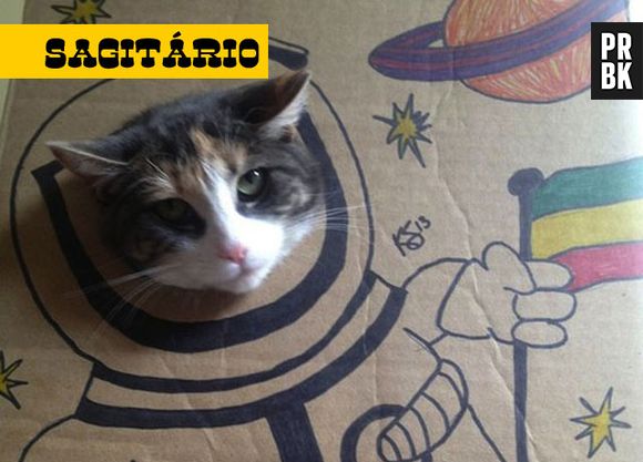 Esse é o gato de sagitário: um aventureiro