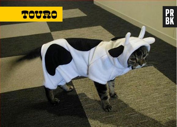 Como todo taurino, os gatos desse signo amam conforto