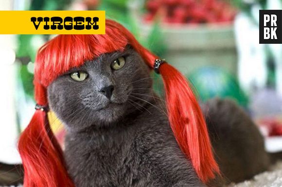Os felinos do signo de virgem curtem ficar no canto deles