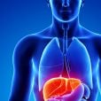  O fígado consegue se regenerar e reconstituir até   75% dos seus tecidos    