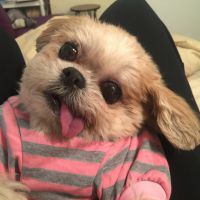 It-pets do Instagram: Conheça os perfis dos bichinhos mais populares da rede social!